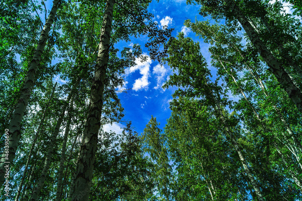 Fototapeta premium sun shining through the forest