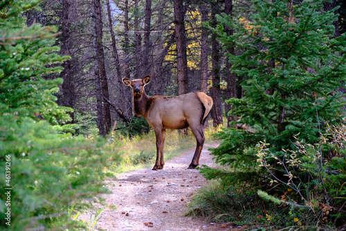 Elk in nature, Banff national park, Alberta, Canada