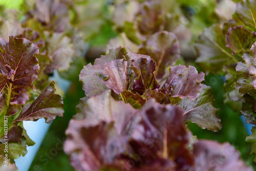 Red Batavia Lettuce in the hydroponics system