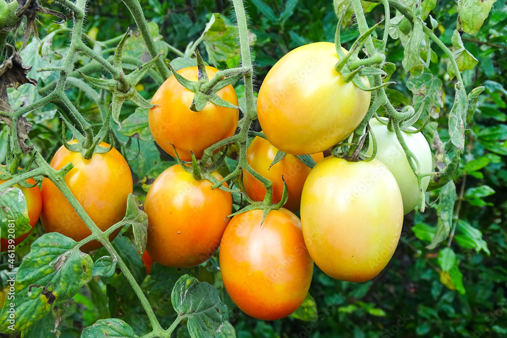 A bunch of tomatoes with green background. india.