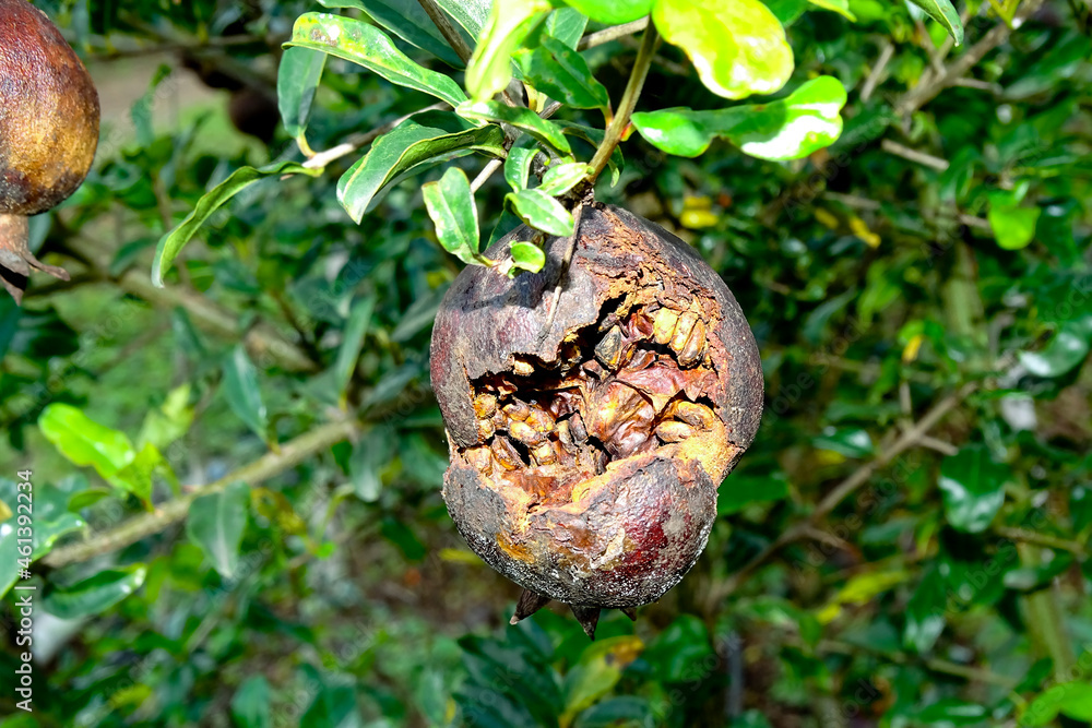 Obraz premium Rotten pomegranate fruit on pomegranate plant. In India.