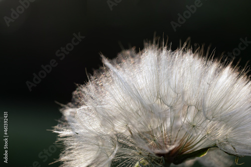 Close up of beautiful white dandelion flower on dark background