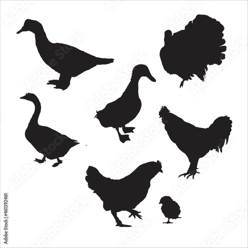 land-specific poultry animal vector