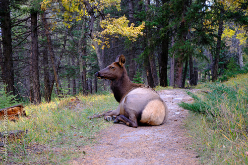 Beautiful Elk located in Tunnel Mountain, Banff national park, Alberta, Canada