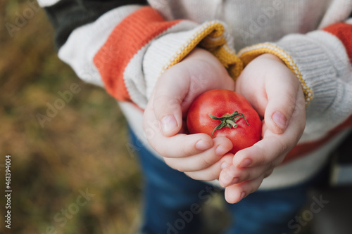 Child holding little red cherry tomato in the garden. Organic vegetables, healthy food, harvesting concept. Top view, close up, copy space