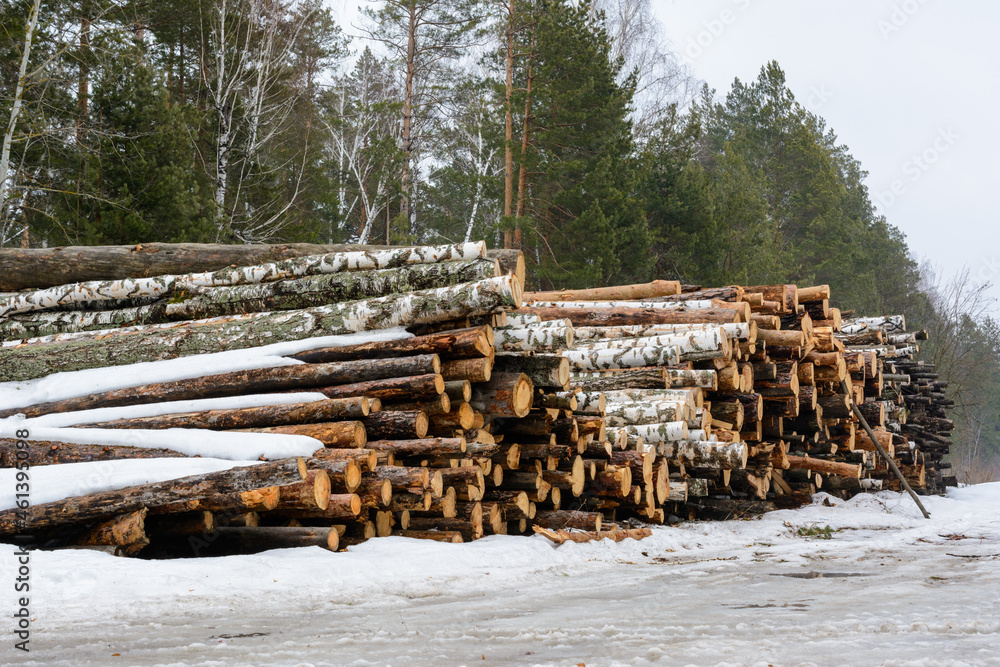 Freshly chopped pine and birch tree logs stacked up on top of each other in a pile. Harvest of timber in the winter.