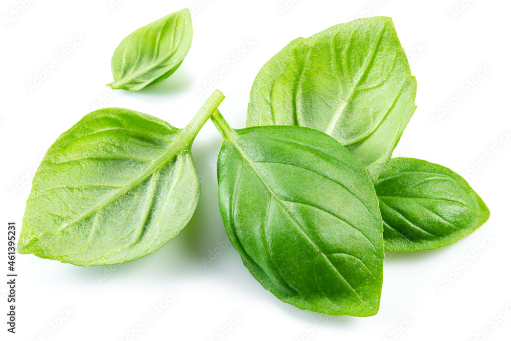 Macro shot of fresh green basil leaves isolated on white background. Macro shot of fresh green basil leaves isolated on white background.
