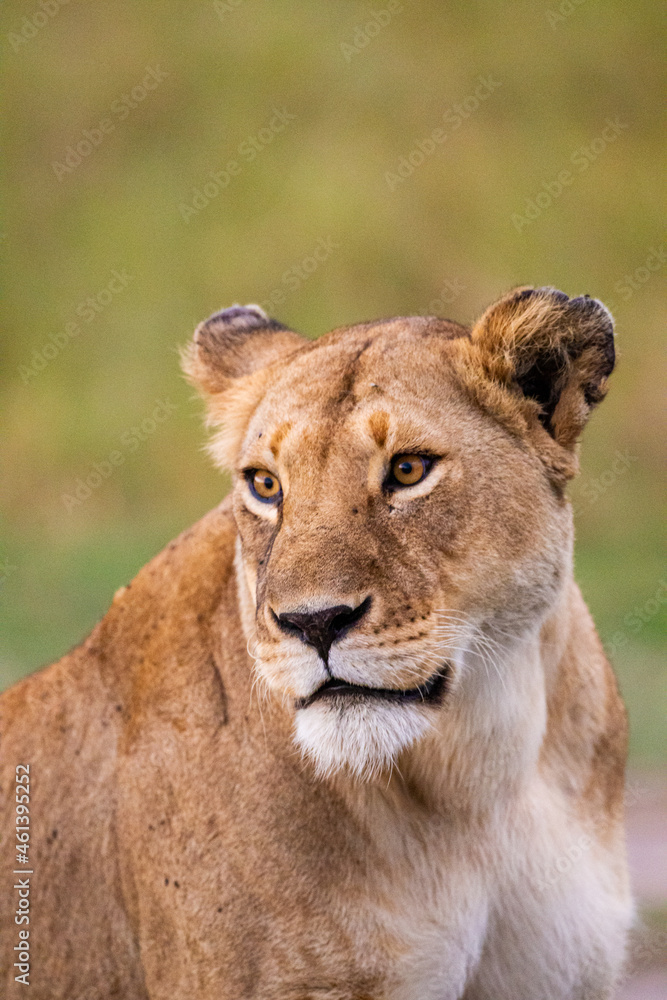 Young lioness yawns and relaxes in the Masai Mara, Kenya Young lioness yawns and relaxes in the Masai Mara, Kenya