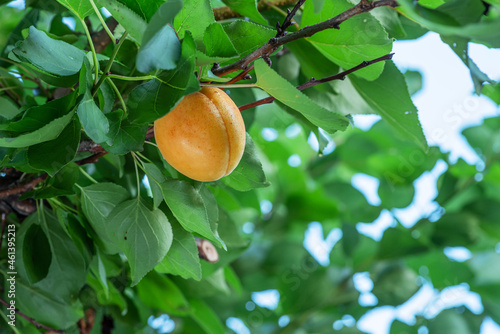 Ripe apricot fruit between green foliage of apricot tree.