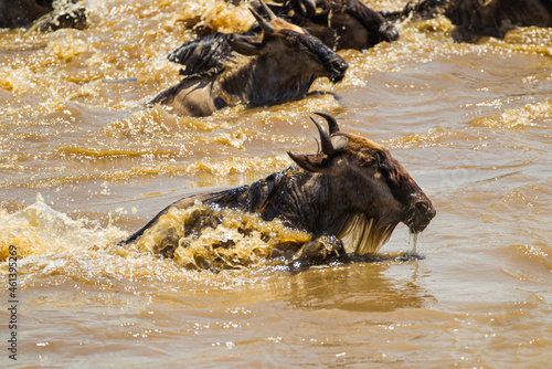 Blue Wildebeest crossing the Mara River during the annual migration in Kenya