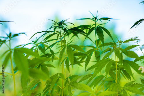 Medicinal hemp bushes in an industrial greenhouse. Commercial Growth Of Cannabis