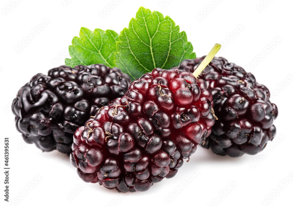 Three ripe black mulberries fruits with green leaves isolated on white background.. Three ripe black mulberries fruits with green leaves isolated on white background..