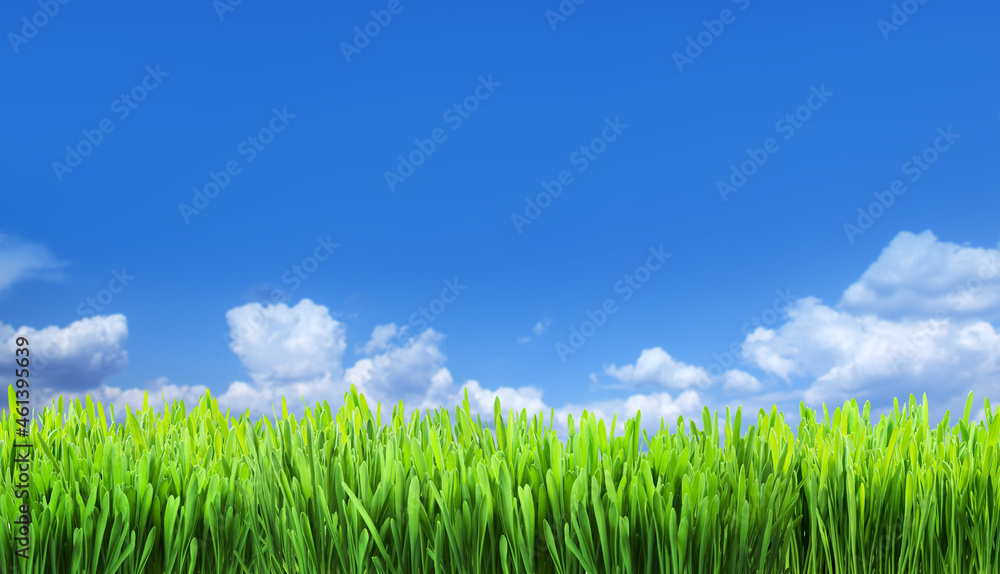 Green grass and white puffy clouds in amazing blue sky at the background. File contains grass clipping path. It is possible to place your product. Green grass and white puffy clouds in amazing blue sky at the background. File contains grass clipping path. It is possible to place your product.