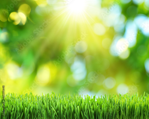 Beautiful bokeh sunny nature background and green grass in foreground. File contains grass clipping path. It is possible to place your product.