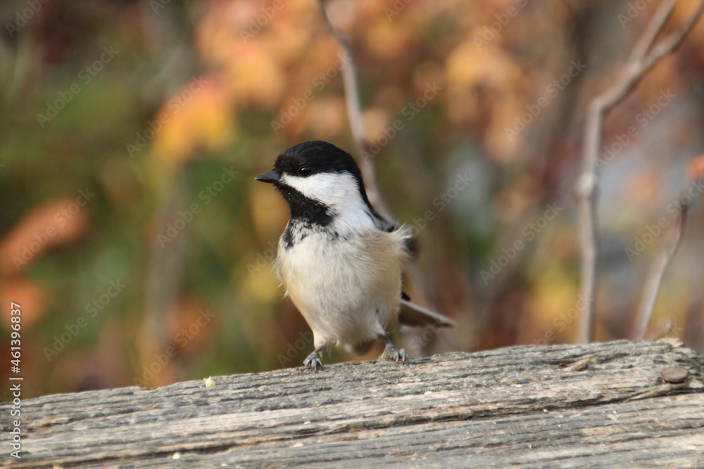 Obraz premium Bird Looking, Whitemud Park, Edmonton, Alberta