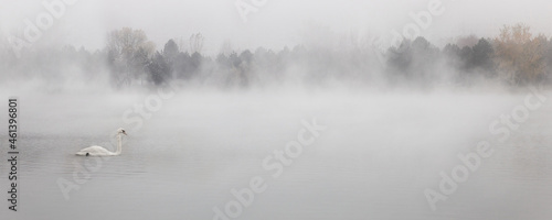 Panorama of White Swan swimming into the fog of misty lake, in foggy and misty weather 