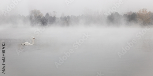 white Swan swimming out of the fog from the top to bottom of the image towards the bank in the foggy lake and misty weather
 photo