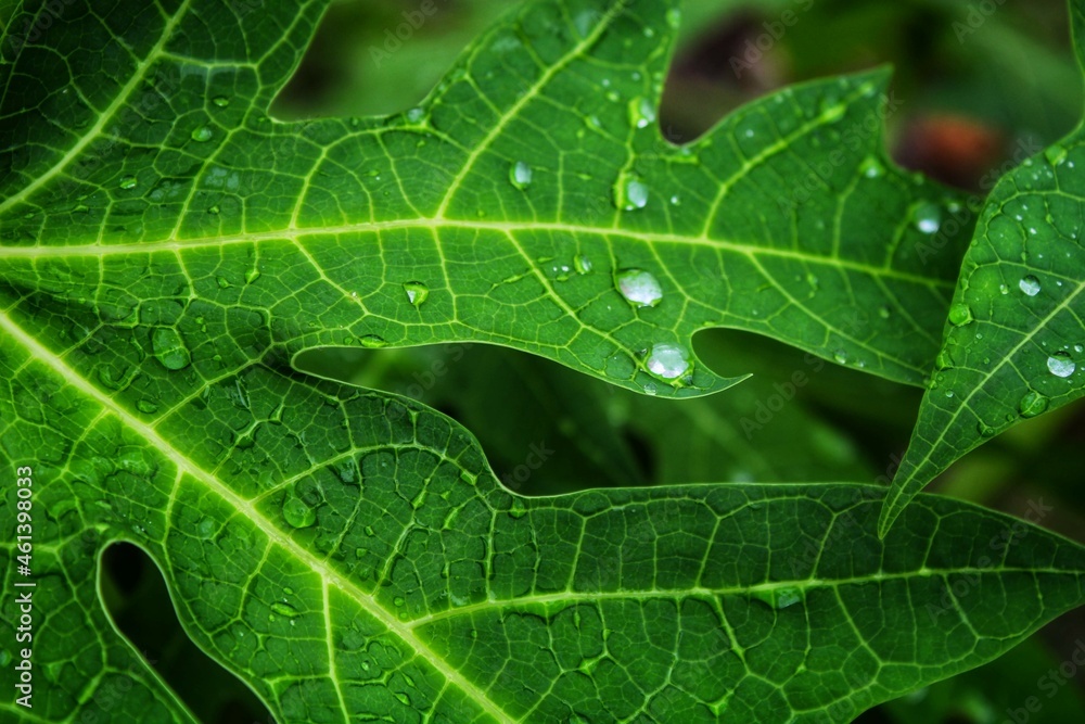 leaf with water drops leaf with water drops