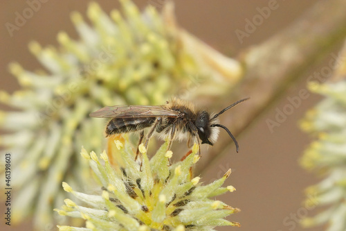 Closeup on a male Small Sallow mining bee, Andrena preacox, photo