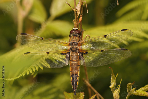 Closeup on a female Four spotted chaser dragonfly, Libellula quadrimaculata photo