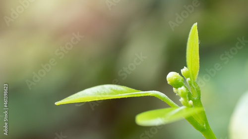 sapling of the tree about to have flowers. Natural image of the top of a tree with a small bouquet of flowers.