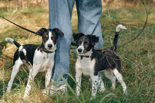 two dogs playing