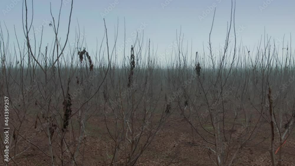Aerial: Fruit trees with no leaves in the winter on a foggy day. Escalon, Central Valley, California, USA Aerial: Fruit trees with no leaves in the winter on a foggy day. Escalon, Central Valley, California, USA