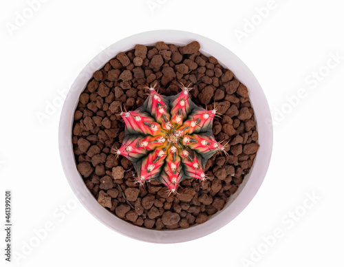 Gymnocalycium Multicolor Ca...