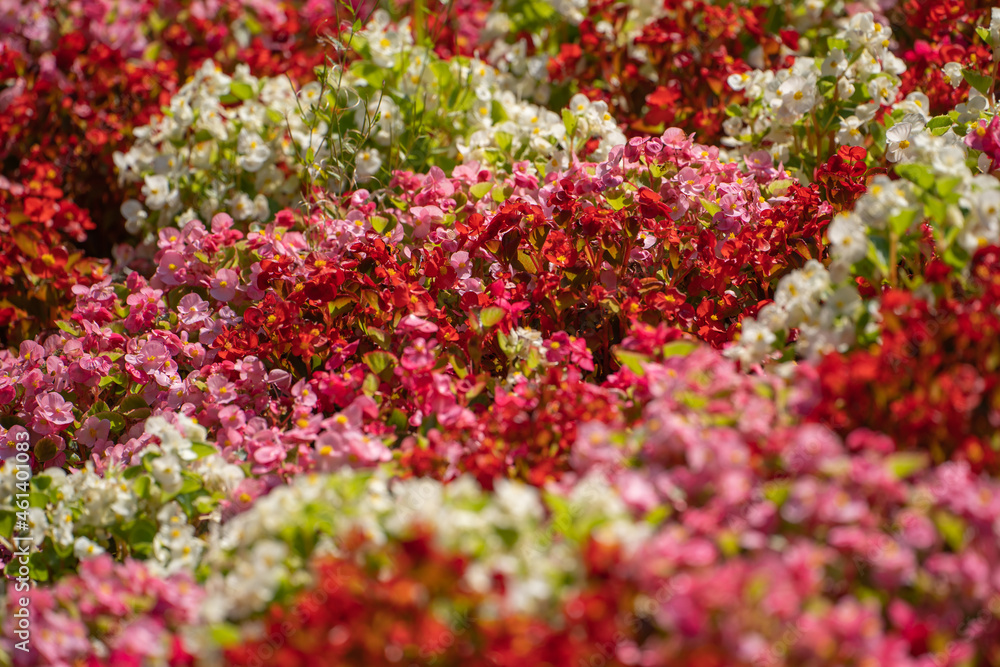 Close up of red, pink and white Begonia Semperflorens in flower bed. Close up of red, pink and white Begonia Semperflorens in flower bed.