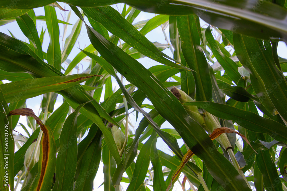Fototapeta premium Unique view looking up in a corn field at the sky