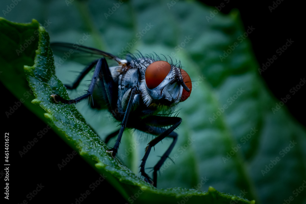 Naklejka premium fly on leaf