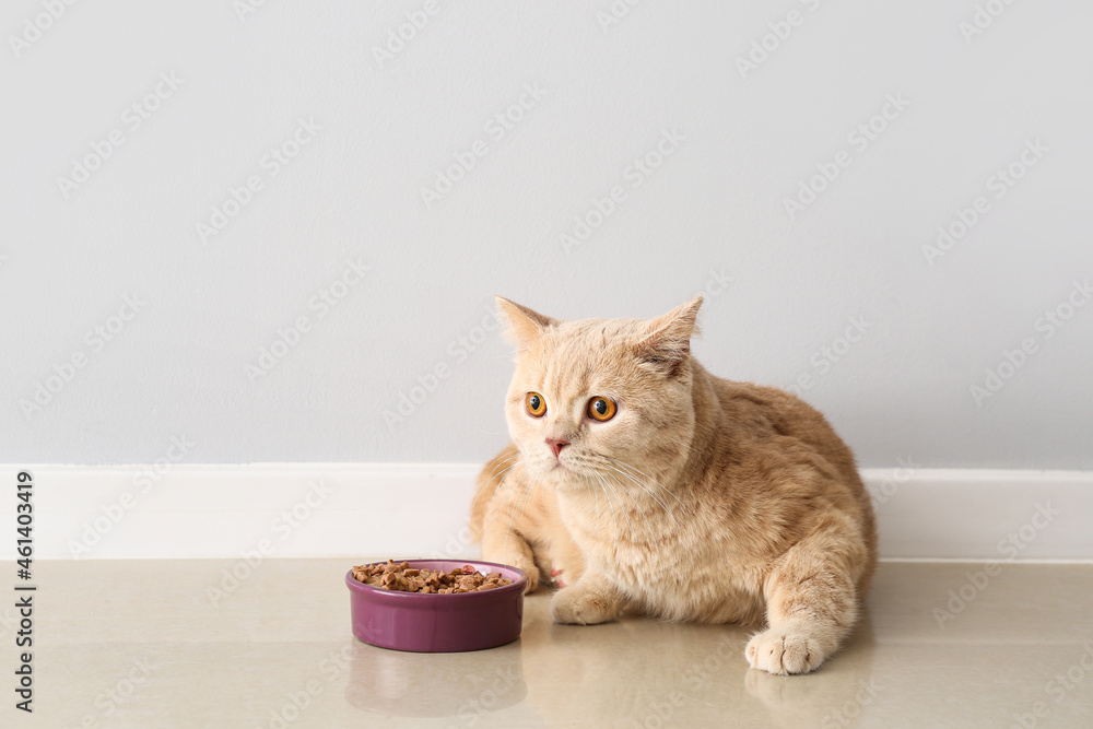 Cute cat store food