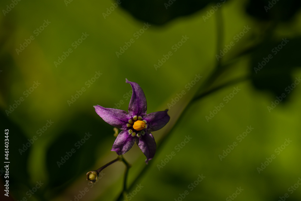 Fototapeta premium Solanum dulcamara flower in field, close up 
