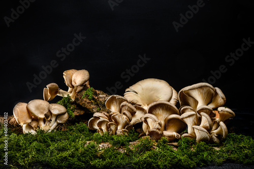 A group of mushrooms on the bark of a tree. Oyster mushrooms (Veshenki). Moss and grass from below. Black background.