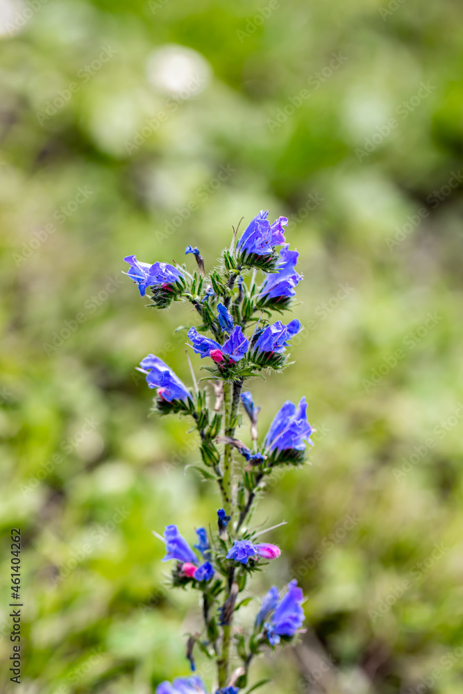 Fototapeta premium Echium vulgare flower in field