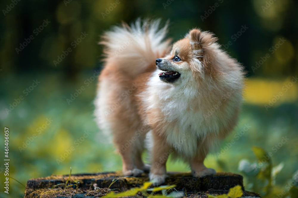 A handsome Pomeranian spitz stands and looks to the side in the park near the bushes.