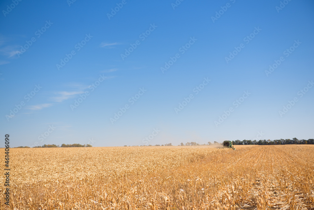 Harvester in a corn field for harvesting.