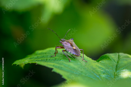 Forest Bug or Red-Legged Shieldbug, Pentatoma rufipes photo