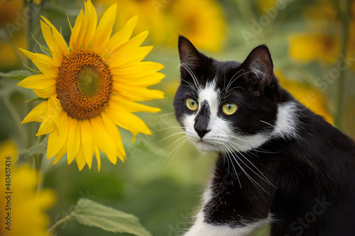 Fototapeta Naklejka Na Ścianę i Meble -  Beautiful black and white cat in a sunflower field.