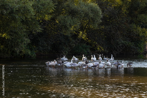 Domestic geese swim in the water. A flock of white beautiful geese in the river © Oleh Marchak