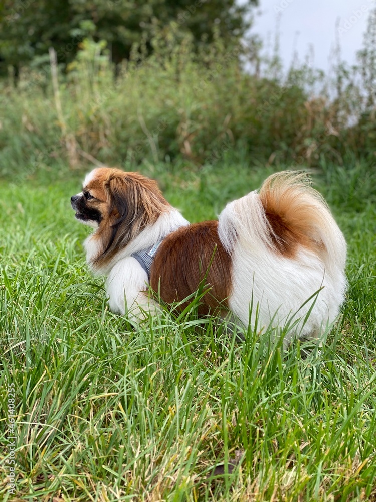 Kleiner Hund seht auf einer Wiese am Waldrand bei einem Spaziergang.
Tibetan Spaniel, Shih Tzu, Pekinese, little Dog