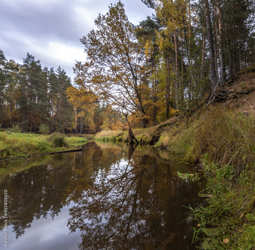 Autumn landscape with a small forest river. Cloudy weather in the forest Idyllic autumn landscape. Clean nature, ecology, seasons, environmental protection. Atmospheric and peaceful landscape Autumn landscape with a small forest river. Cloudy weather in the forest Idyllic autumn landscape. Clean nature, ecology, seasons, environmental protection. Atmospheric and peaceful landscape
