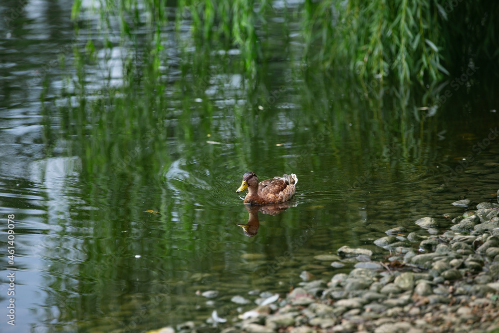 Fototapeta premium wild ducks in the park on the surface of the water and on the lawn