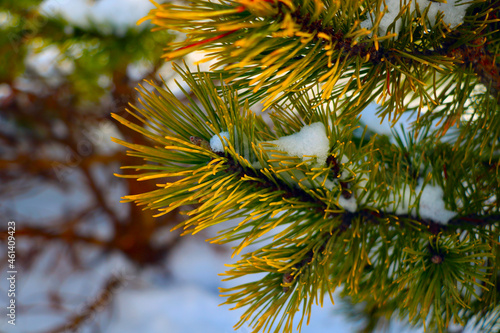 Fototapeta Naklejka Na Ścianę i Meble -  Beautiful young pine branch with snow in winter.