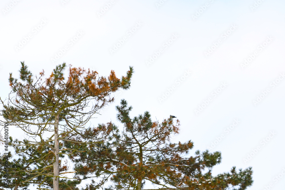 Tree branches on a white background, out of focus. Tree branches on a white background, out of focus.