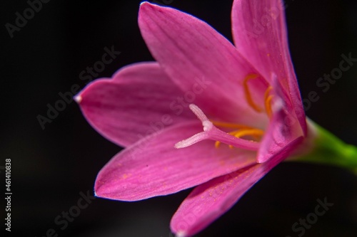 The lilies are taken at close range so that it looks detailed plus a splash of water makes it more charming