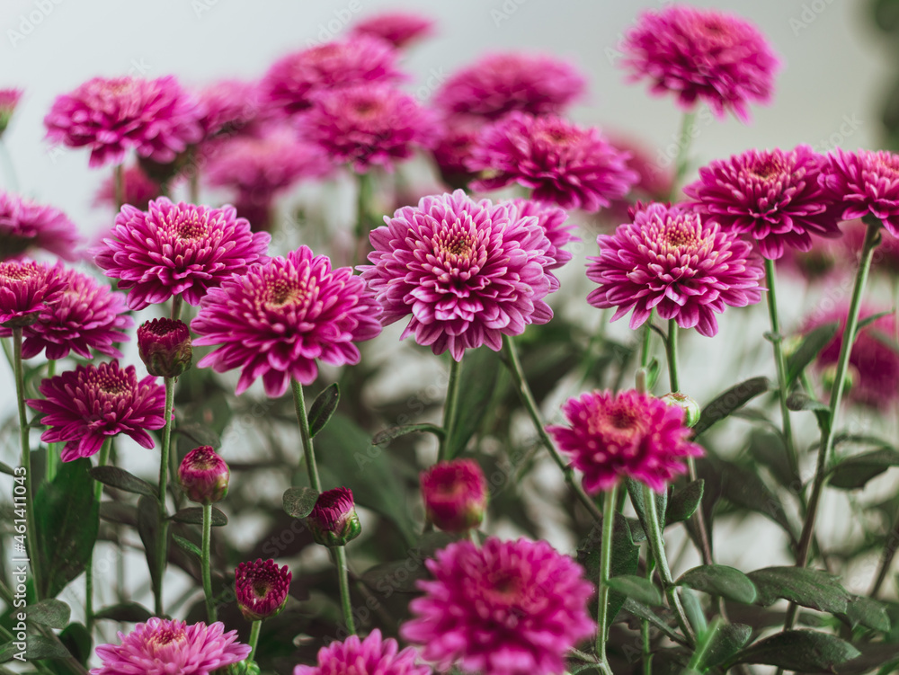 Beautiful pink autumn flowers Chrysanthemums pot window selective focus poster. Urban spaces home plants gardening apartment interior decoration minimalist style. Blooming botanical living room design Beautiful pink autumn flowers Chrysanthemums pot window selective focus poster. Urban spaces home plants gardening apartment interior decoration minimalist style. Blooming botanical living room design