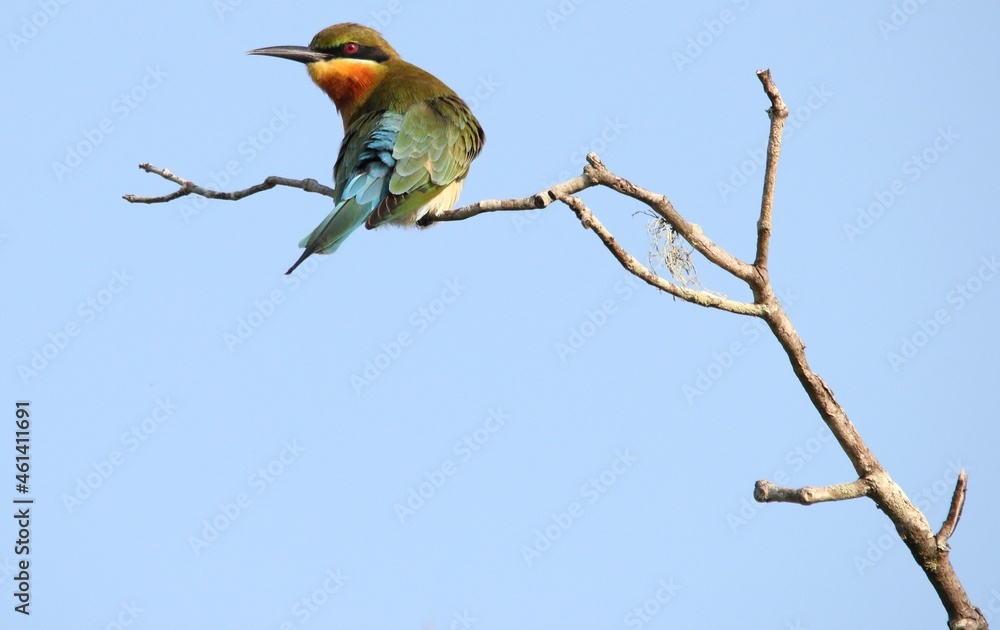 Bee Eater Finds The Bee on The Tree