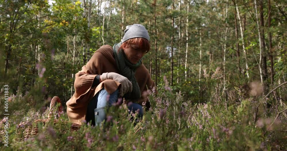 Mushroomer collect mushroom on forest during a summer day