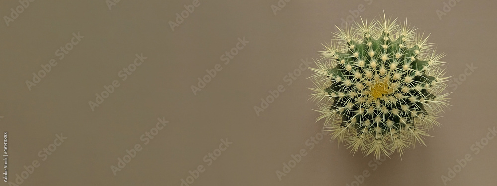 Banner with Top view of a green cactus with large sharp spines on a colored pastel background. Houseplant Golden Barrel Cactus, Echinocactus Grusonii Plant. Close-up, copy space.